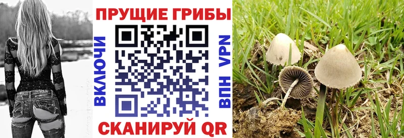 Галлюциногенные грибы Cubensis  Белая Холуница 
